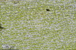 Rhynchostegium murale