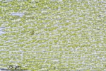 Rhynchostegium murale
