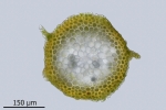 Rhynchostegium murale
