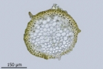 Rhynchostegium murale