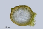 Rhynchostegium murale