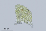 Rhynchostegium murale