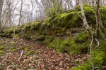 Rhynchostegium murale