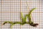 Rhynchostegium murale
