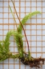Rhynchostegium murale