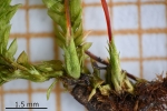 Rhynchostegium murale