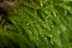 Rhynchostegium murale