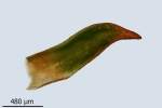 Aloina obliquifolia