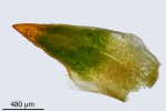 Aloina obliquifolia