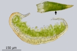 Aloina obliquifolia