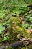 Blindiadelphus campylopodus