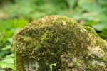 Blindiadelphus campylopodus