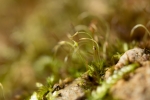 Blindiadelphus campylopodus