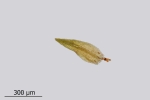 Blindiadelphus campylopodus