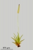 Blindiadelphus campylopodus