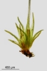 Blindiadelphus campylopodus