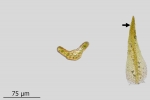 Blindiadelphus campylopodus