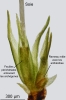 Blindiadelphus campylopodus