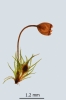 Blindiadelphus recurvatus