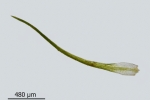Blindiadelphus recurvatus