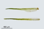 Blindiadelphus recurvatus
