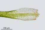 Blindiadelphus recurvatus