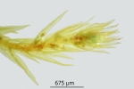Pohlia camptotrachela