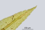 Pohlia camptotrachela