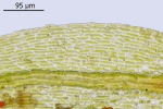 Pohlia camptotrachela