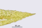 Pohlia camptotrachela