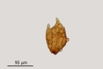 Pohlia camptotrachela