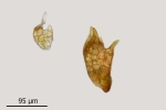 Pohlia camptotrachela