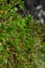 Herzogiella striatella
