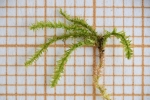 Herzogiella striatella