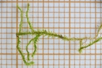 Herzogiella striatella