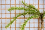 Herzogiella striatella