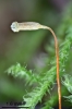 Herzogiella striatella