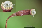 Herzogiella striatella