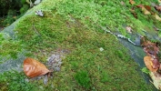 Sematophyllum demissum