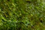 Sematophyllum demissum