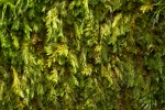 Sematophyllum demissum