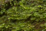 Jungermannia pumila