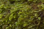 Jungermannia pumila
