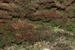 Tetrodontium brownianum