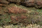 Tetrodontium brownianum