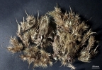 Dicranoloma calycinum
