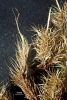 Dicranoloma calycinum