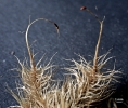 Dicranoloma calycinum