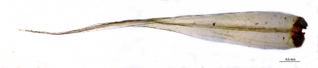 Dicranoloma calycinum