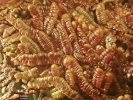 Goebeliella bicornuta